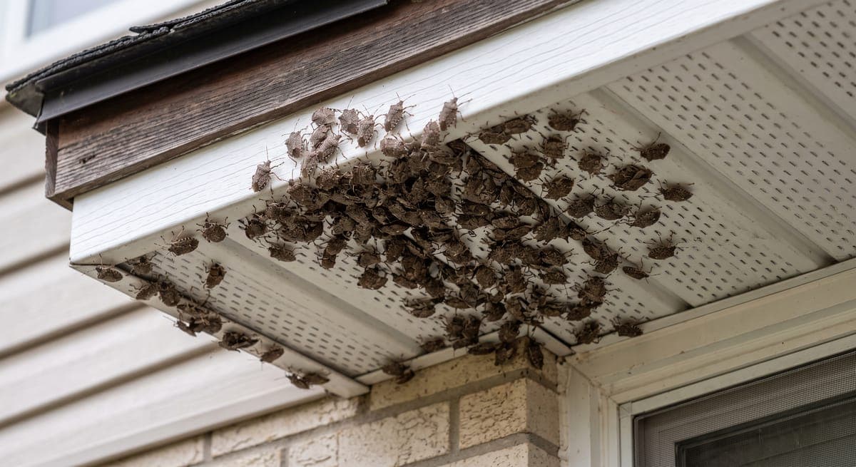 Stink Bugs in Your House? How to Get Rid of Them