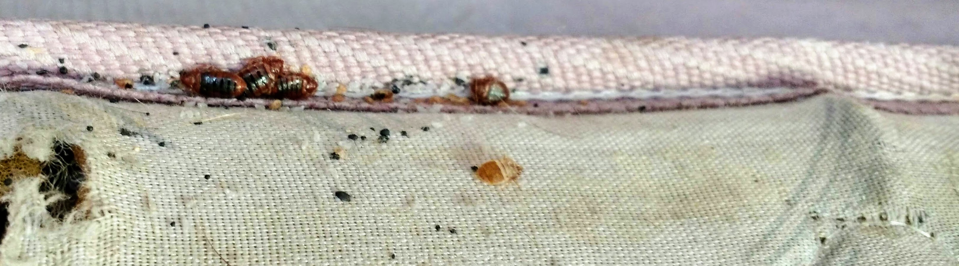 Photo of bed bugs